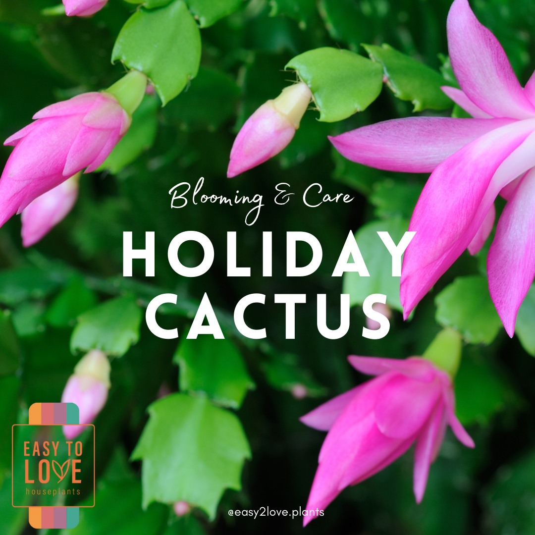 Holiday Cacti Care