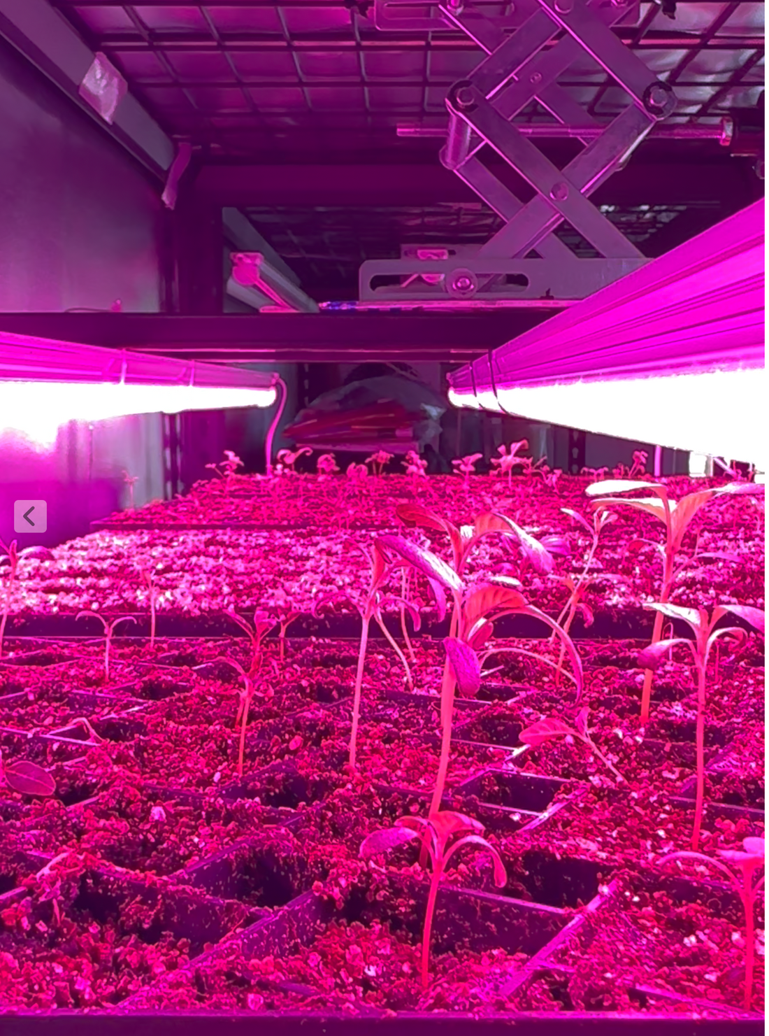 Everything Grows In Its Own Time