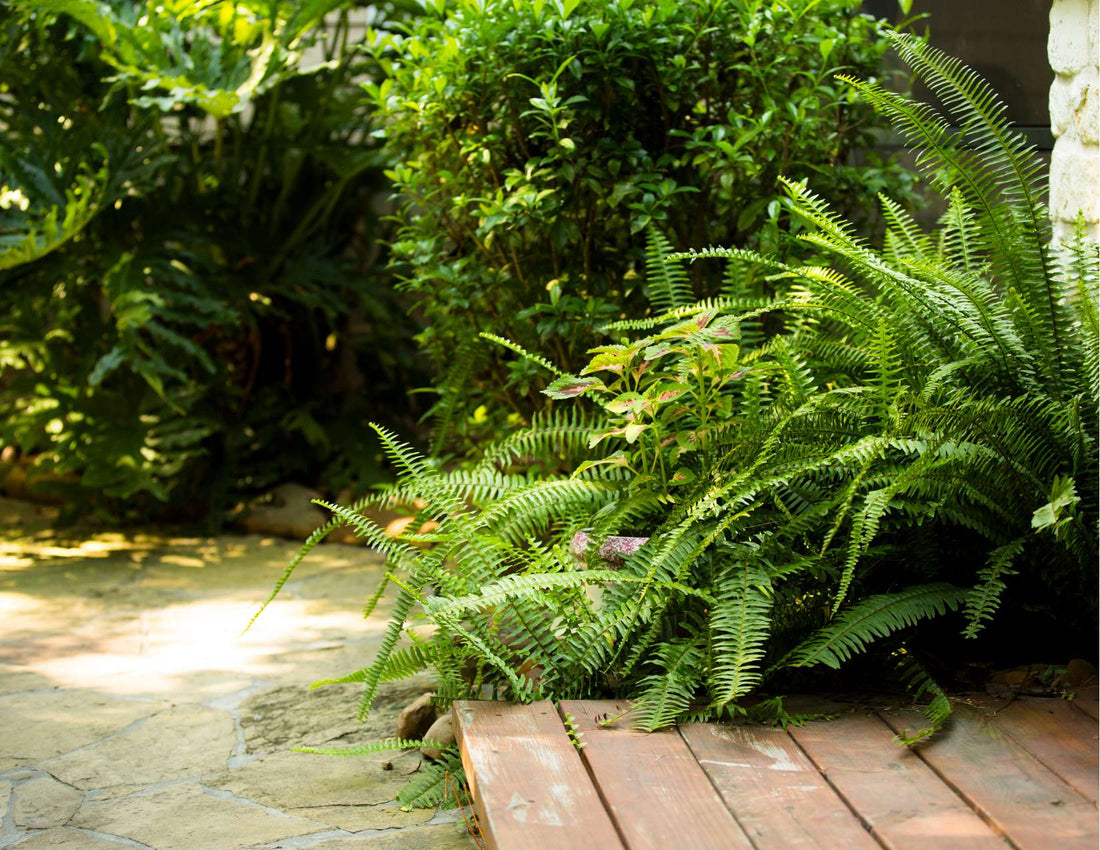 #1 Way Ferns Die