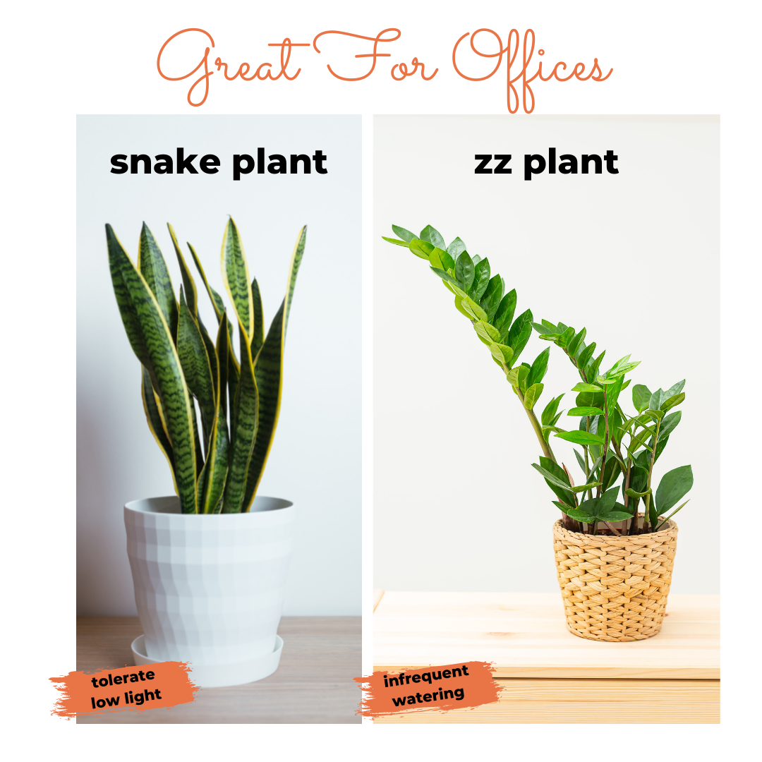 Keeping Your Plants Alive: At The Office