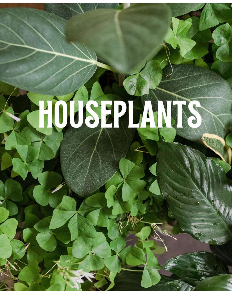 Houseplants