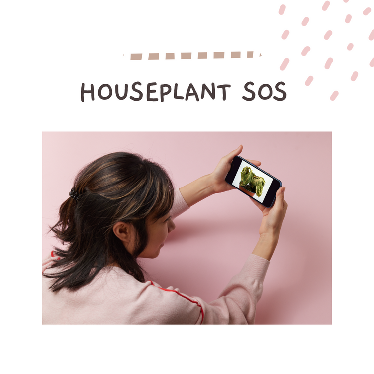 Houseplant SOS