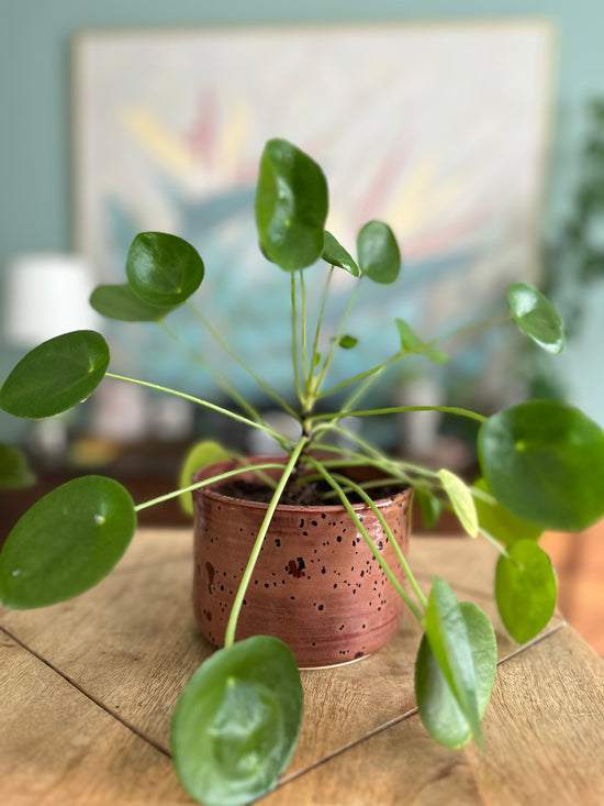 Chinese Money Plant in Mauve JKM Pot
