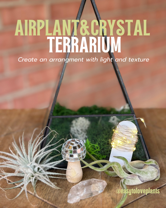 Sept 6 - Terrarium Classes & Kits