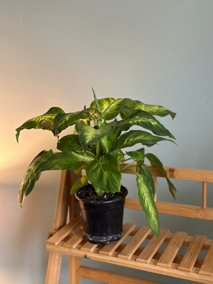 Dieffenbachia
