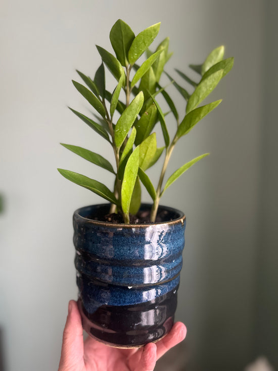 ZZ Plant in Old School Farm Pot