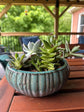 Tabletop Succulent Garden Class, July 11, 6 - 8PM
