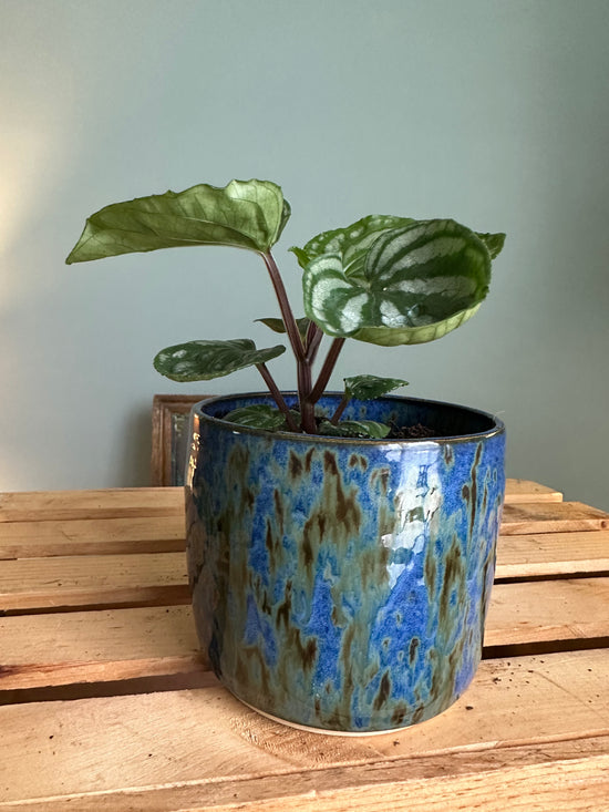 Pilea Cadierei in Blue JKM Clayworks Pot