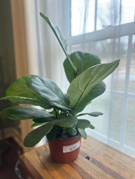 Fiddle Leaf Fig - Ficus Lyrata