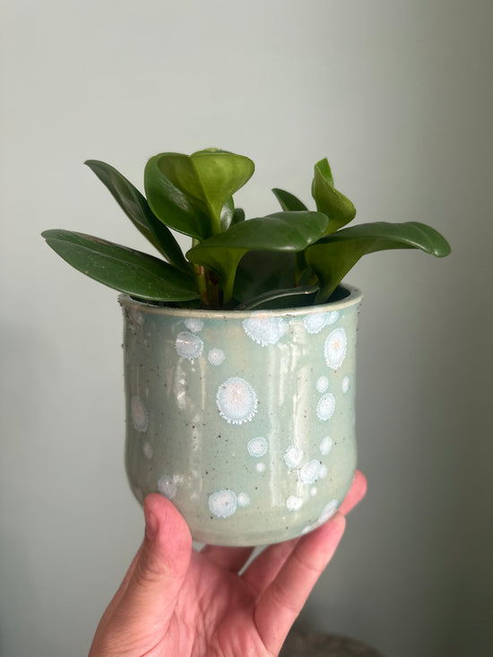 Peperomia Obtusfolia JKM Clayworks Pot