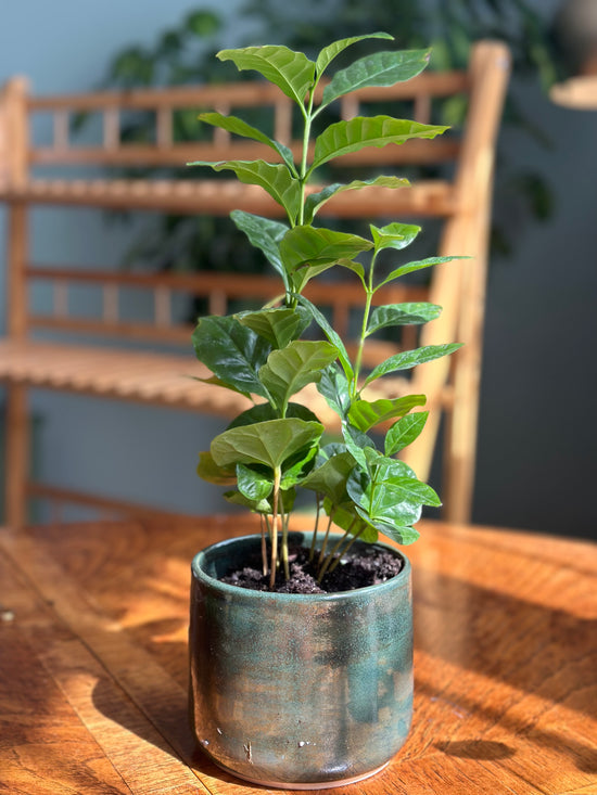 Arabica Coffee Plant in Jade Green JKM Pot