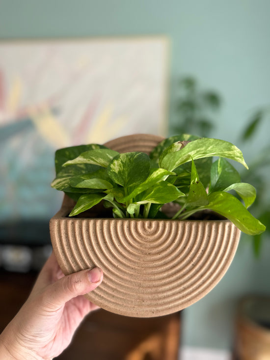 Golden Pothos Potted Hilton Carter Wall Planter