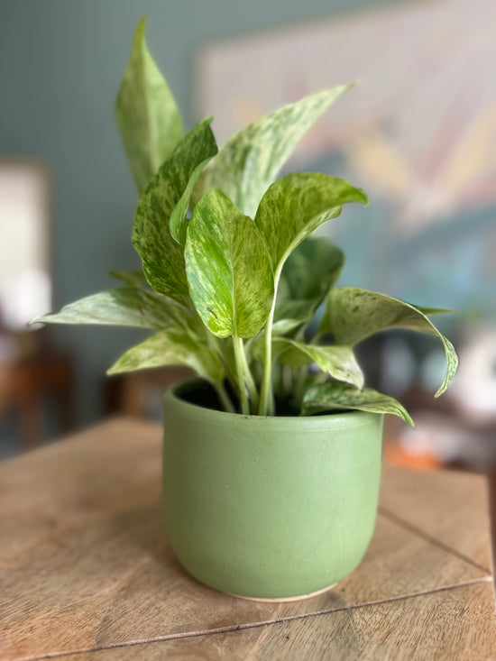 Snow Queen Pothos in Green Matte JKM Pot