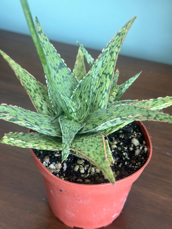 Aloe Pink Blush