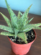 Aloe Pink Blush