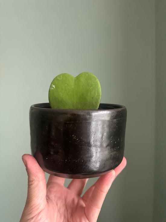 Hoya Kerii (Heart Hoya) in JKM Clayworks Pot