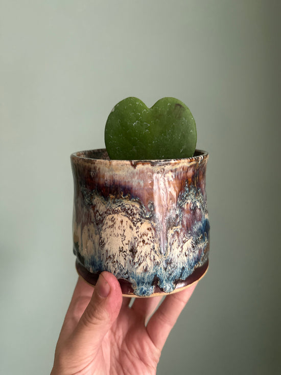 Hoya Kerii (Heart Hoya) in Drippy JKM Clayworks Pot
