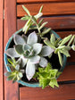 Tabletop Succulent Garden Class, July 11, 6 - 8PM