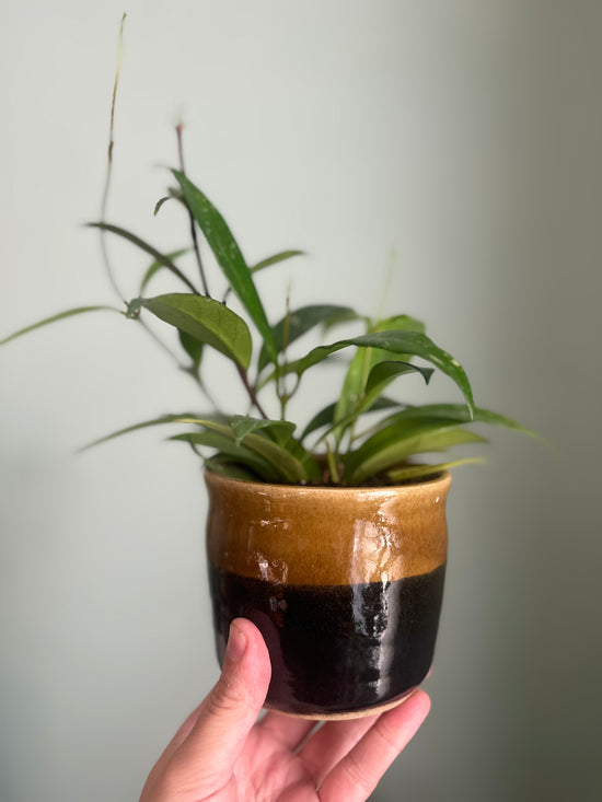 Hoya Carnosa in Old School Farm Pot