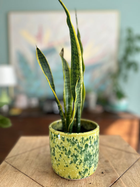 Snake Plant in JKM Yellow Dot Pot