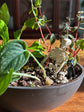 Spooky or Festive Tabletop Garden Workshop