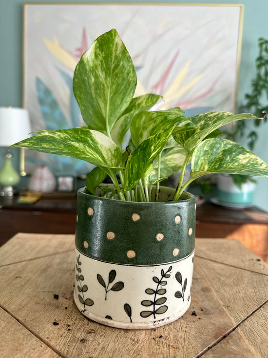 Golden Pothos in Polka Dot Pot By Kaitlin Savage Ceramics