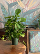 Golden Pothos