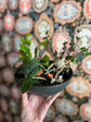 Spooky or Festive Tabletop Garden Workshop