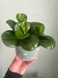 Peperomia Obtusfolia JKM Clayworks Pot