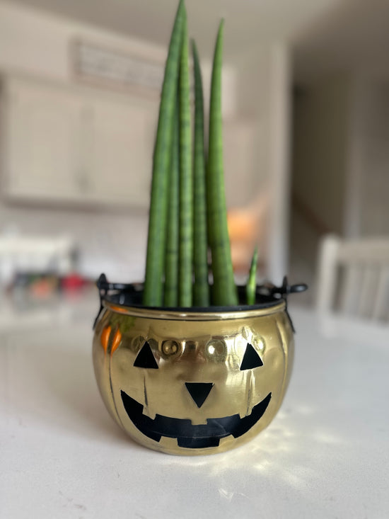 Gold Pumpkin & Cylindrical Sanseveiria