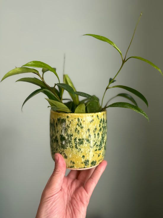 Hoya Carnosa in JKM Clayworks Pot