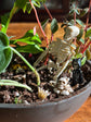 Spooky or Festive Tabletop Garden Workshop
