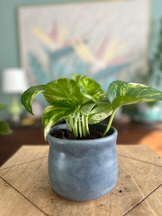 Golden Pothos in Matte Blue JKM Pot
