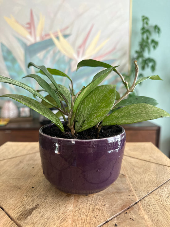Hoya Splash in Purple JKM Clayworks Pot