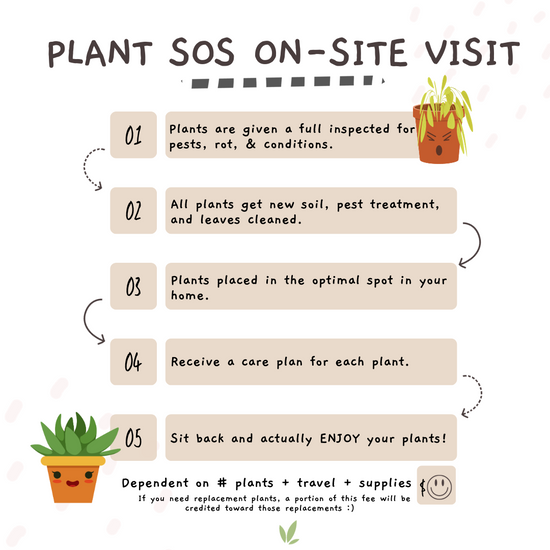 Houseplant SOS On-Site Visit