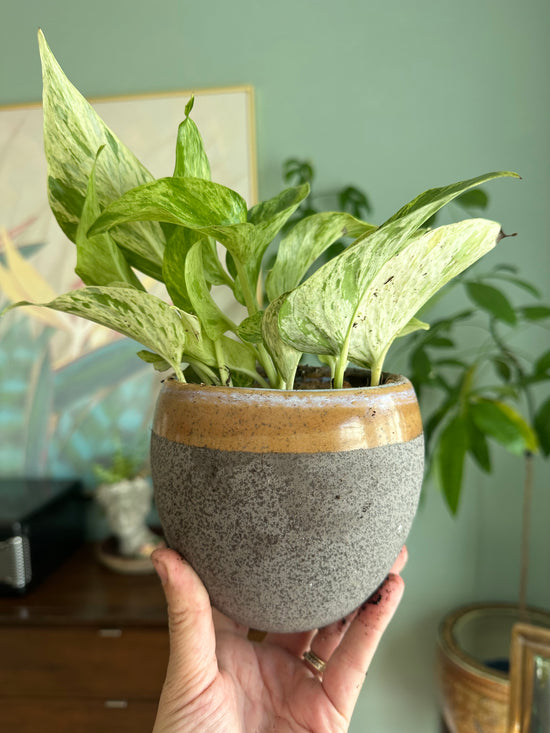 *Vintage* Wall Planter with Snow Queen Pothos