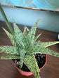 Aloe Pink Blush