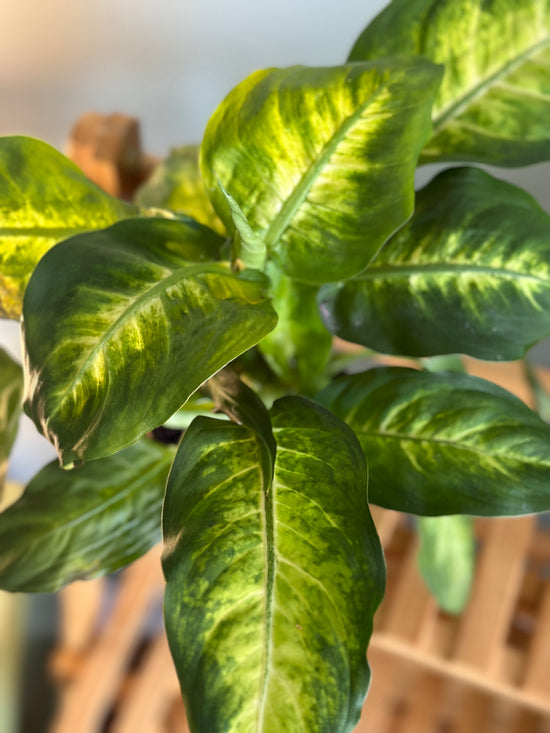 Dieffenbachia