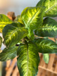 Dieffenbachia