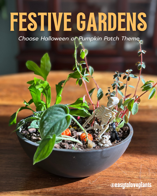 Spooky or Festive Tabletop Garden Workshop