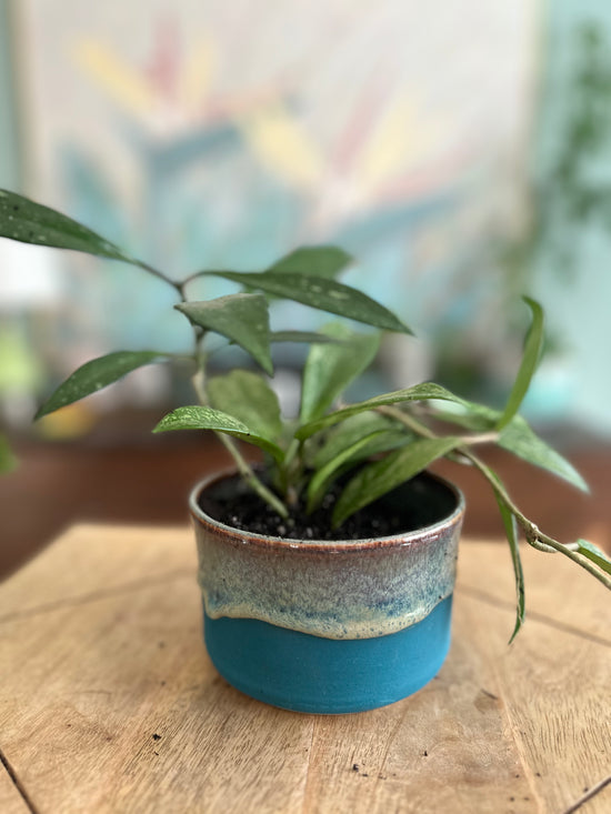 Hoya Splash in Ocean JKM Clayworks Pot