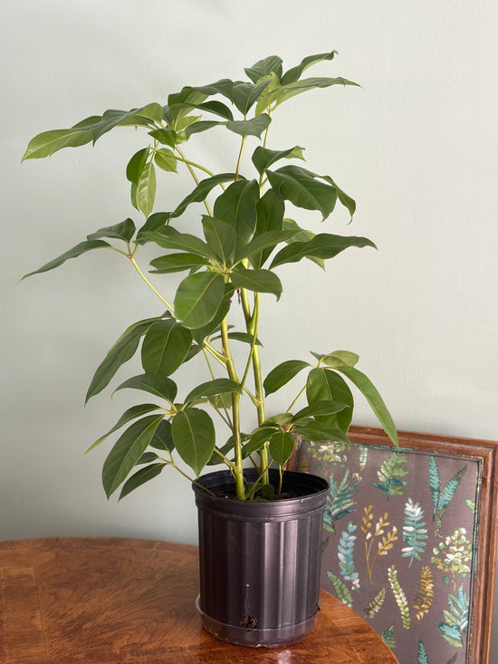 Schefflera Amate Umbrella Tree