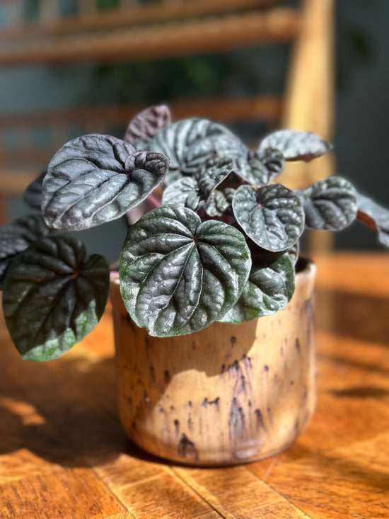 Caperata Peperomia in Neutral Moon JKM Pot