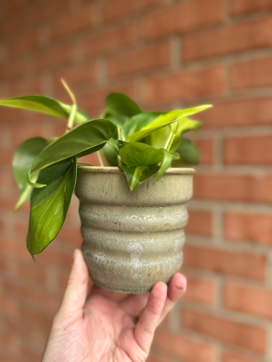 Brasil Philodendron in Old School Farm Pot