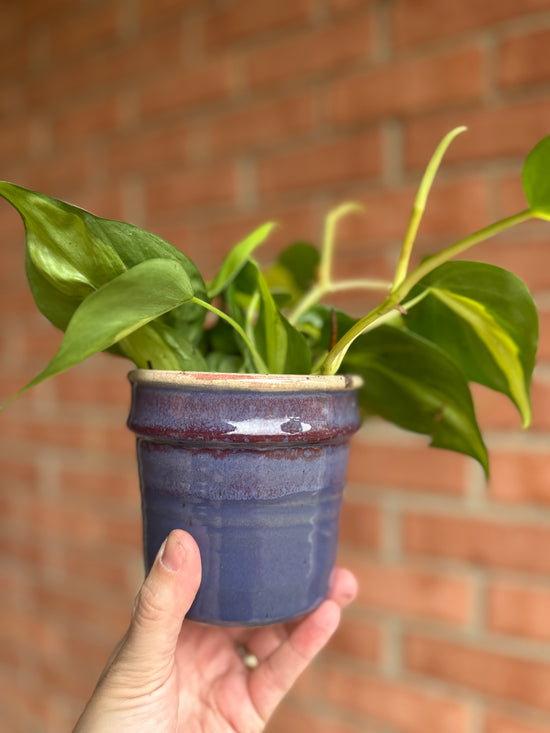 Brasil Philodendron in Old School Farm Pot