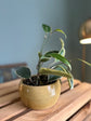 Hoya Macrophylla in Yellow Kristen Frenzel Pot