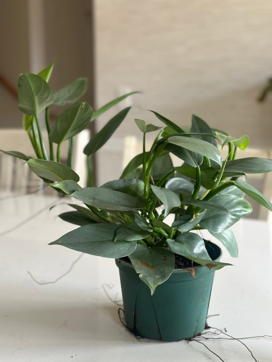 Silver Sword Philodendron