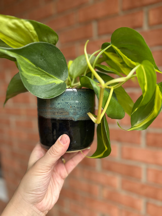 Brasil Philodendron in Old School Farm Pot