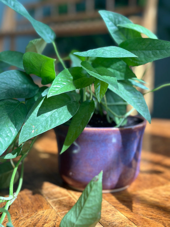 Cebu Blue Pothos in Purple JKM Pot