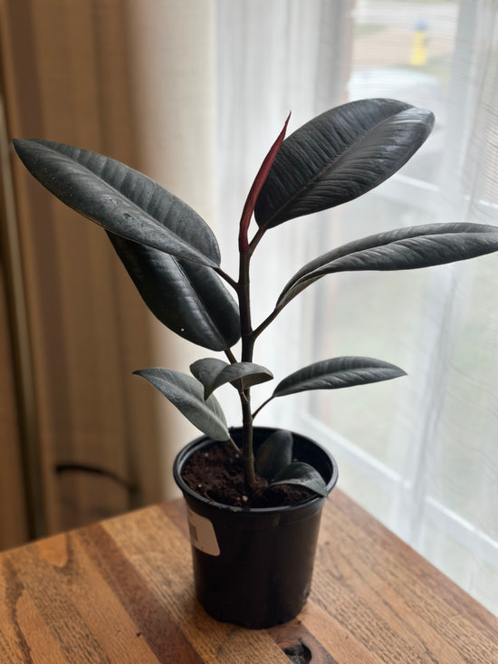 Burgundy Ficus Elastica